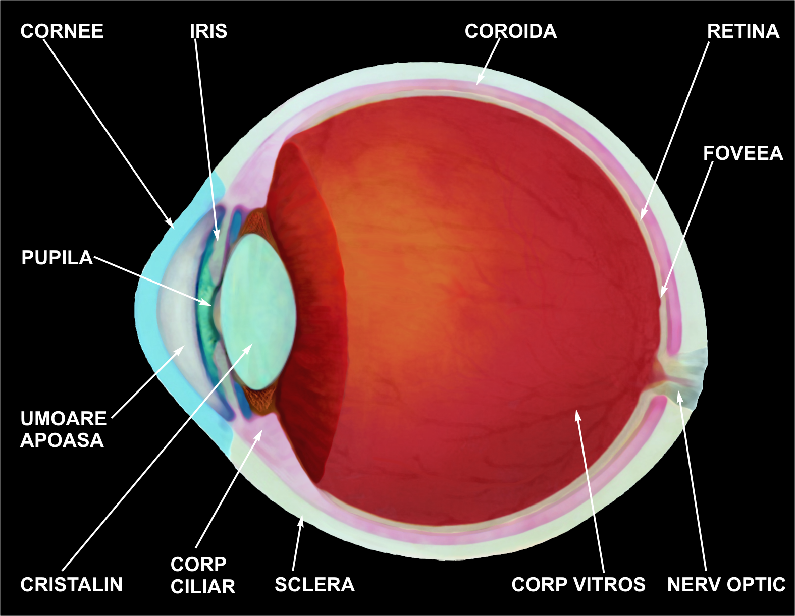 structura globului ocular)